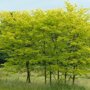 Valse christusdoorn (Gleditsia triacanthos ‘Skyline’)